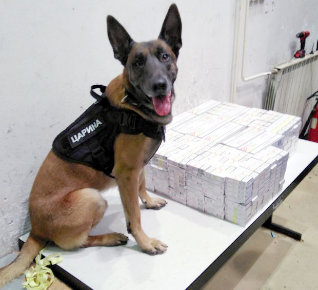 Непогрешиво открива дрогу, а не може да га превари ни љута паприка у коју шверцери сакрију дуван: Он је Нерон, белгијски овчар, златна њушка царине